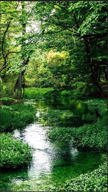 Самурский лес